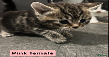Mixed Breed cats 1 beautiful kittens left  - Advert 7