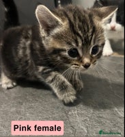 Mixed Breed cats 1 beautiful kittens left - Advert 2