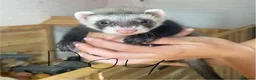 Ferret rodents for sale: Ferret kits for sale  - Advert 7