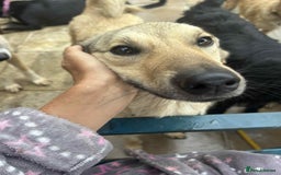 Mixed Breed dogs for adoption: Pettern - Norwich Norfolk  - Image 2