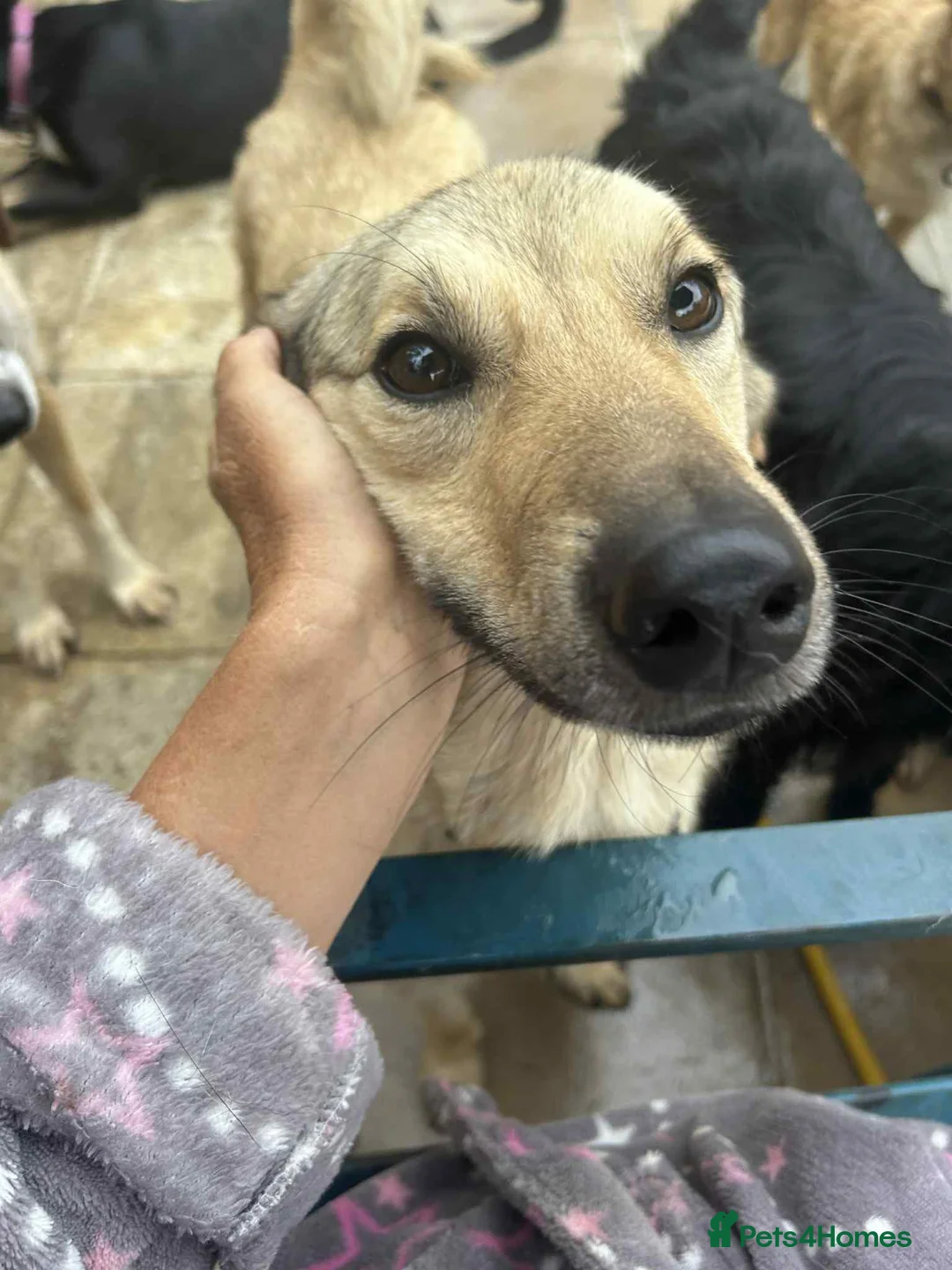 Mixed Breed dogs for adoption: Pettern - Norwich Norfolk  - Advert 2