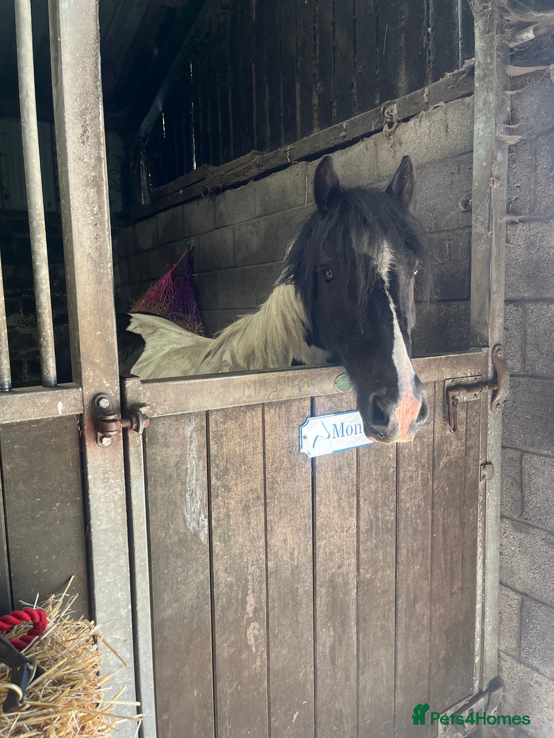 Irish Cob horses for sale: For Sale: Monty - Advert 7