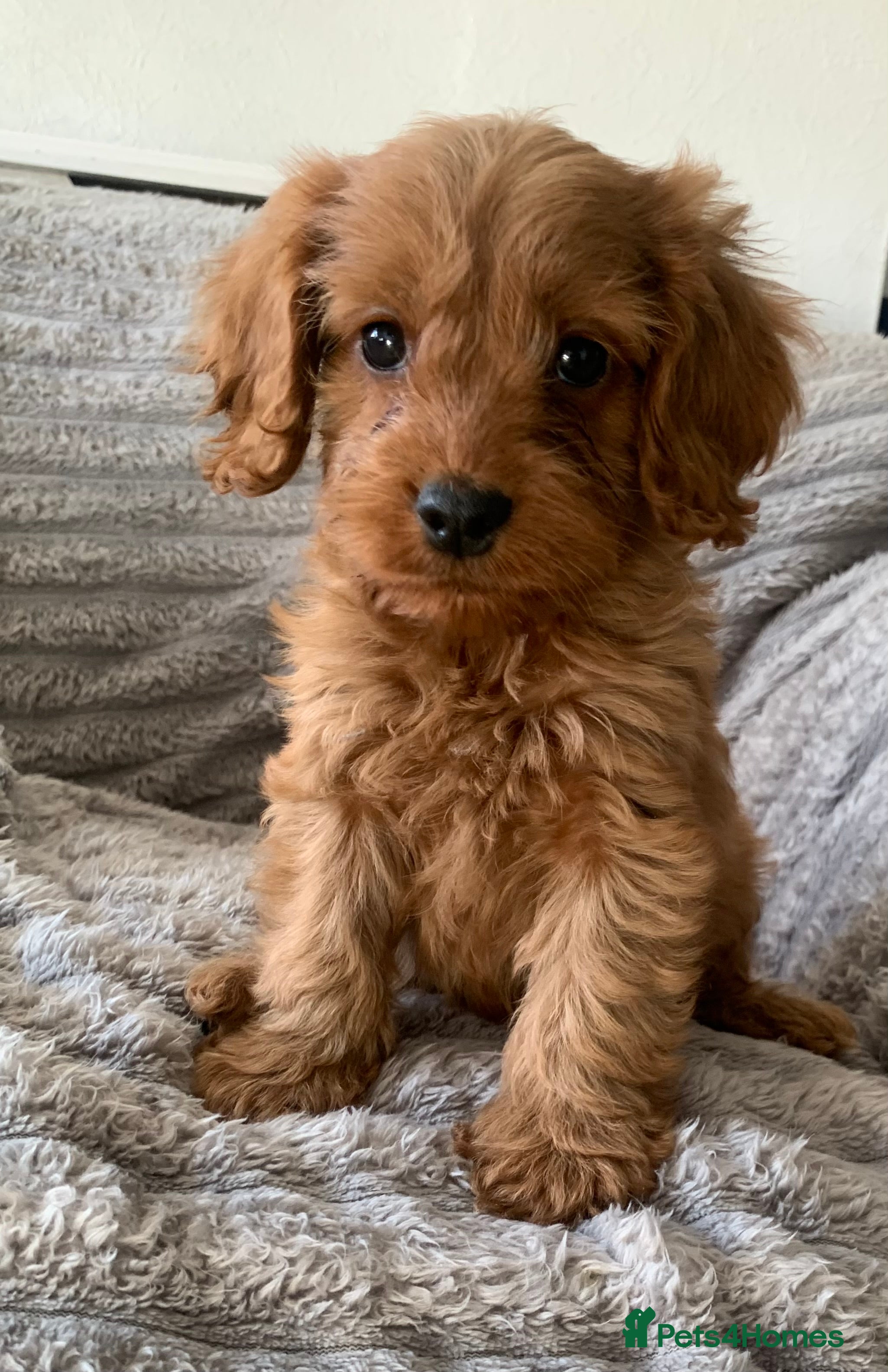Cockapoo dogs Stunning red cockapoo puppies  - Advert 2