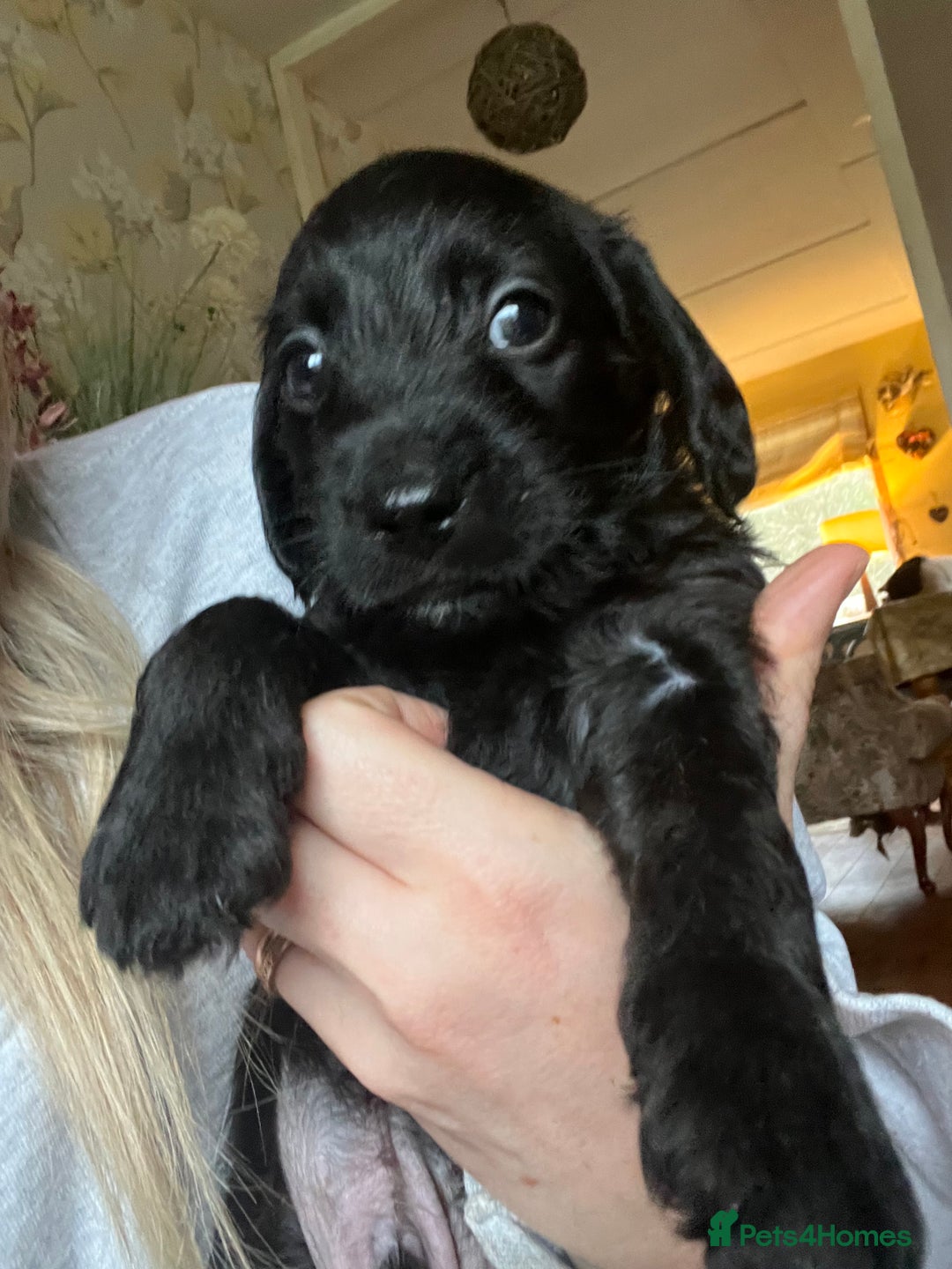 Mixed Breed dogs for sale: Gorgeous Plummer Terrier X Toy Poodle - Image 26