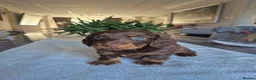 Miniature Dachshund dogs for sale: Beautiful Miniature Dachshund Puppies!💙💙♥️♥️♥️ - Advert 14
