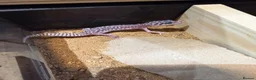 Leopard Gecko reptiles for sale: Leopard geckos - Advert 4