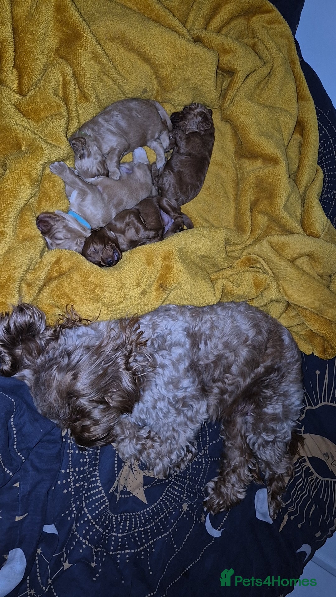 Cockapoo dogs for sale: 2 weeks old cockapoos  - Image 15