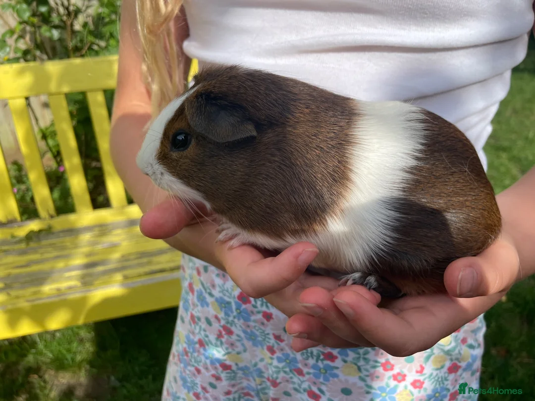 Guinea Pig rodents for sale: Lovely baby guinea pig for sale in Oxford - Advert 2