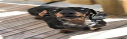 Miniature Dachshund dogs for stud: Miniature dachshund stud  - Advert 1