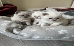 British Shorthair cats for sale: GGCF British shorthair Blue colourpoint kittens  - Image 2