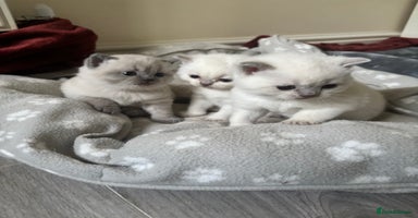 British Shorthair cats - Advert 4