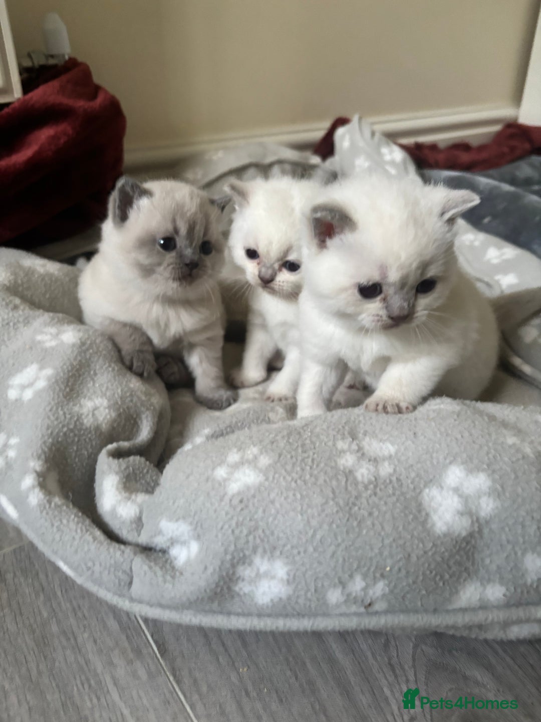 British Shorthair cats for sale: GGCF British shorthair Blue colourpoint kittens  - Image 2