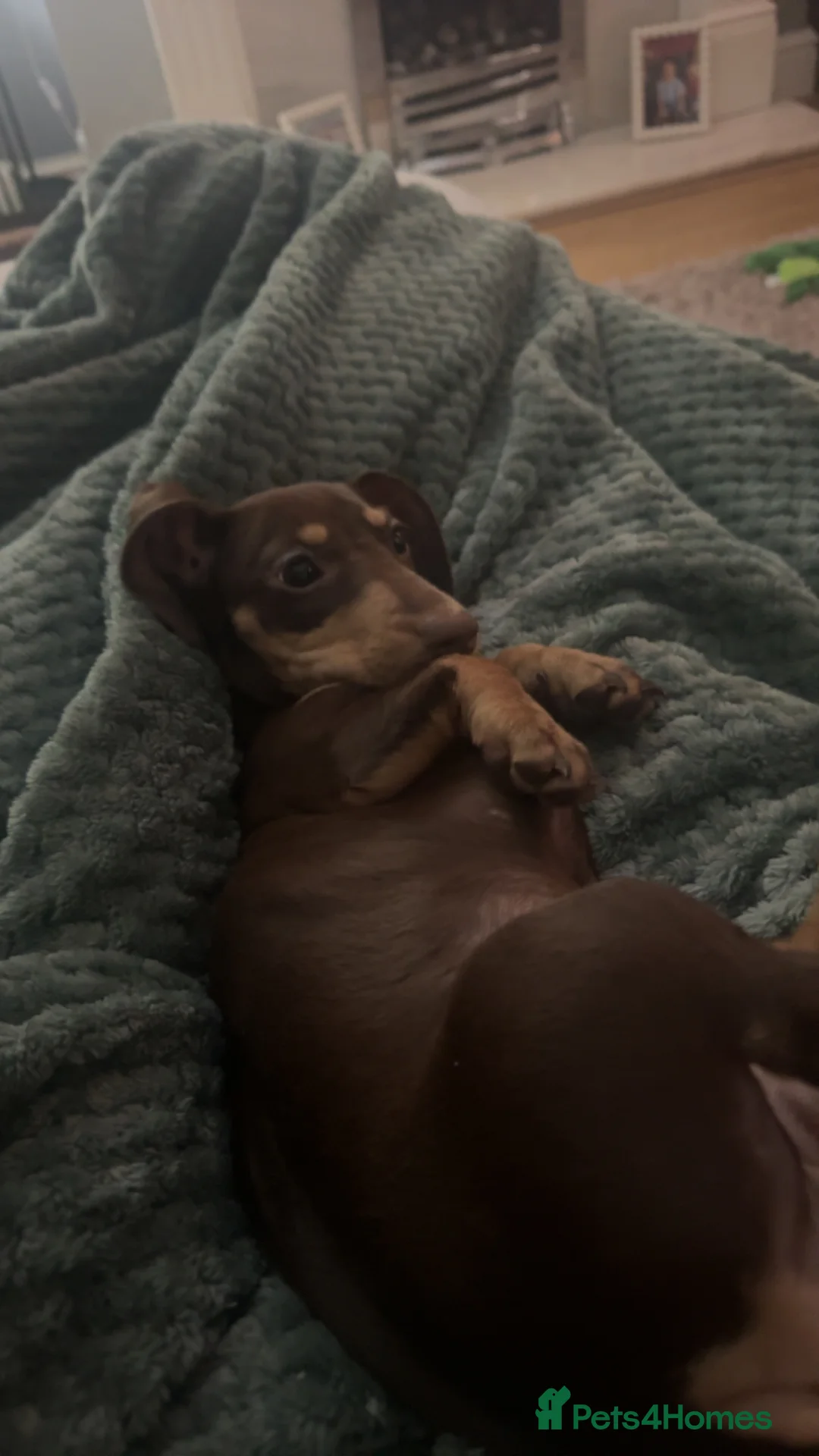 Miniature Dachshund dogs for sale: 6 Month Miniature Female Dachshund  - Advert 3