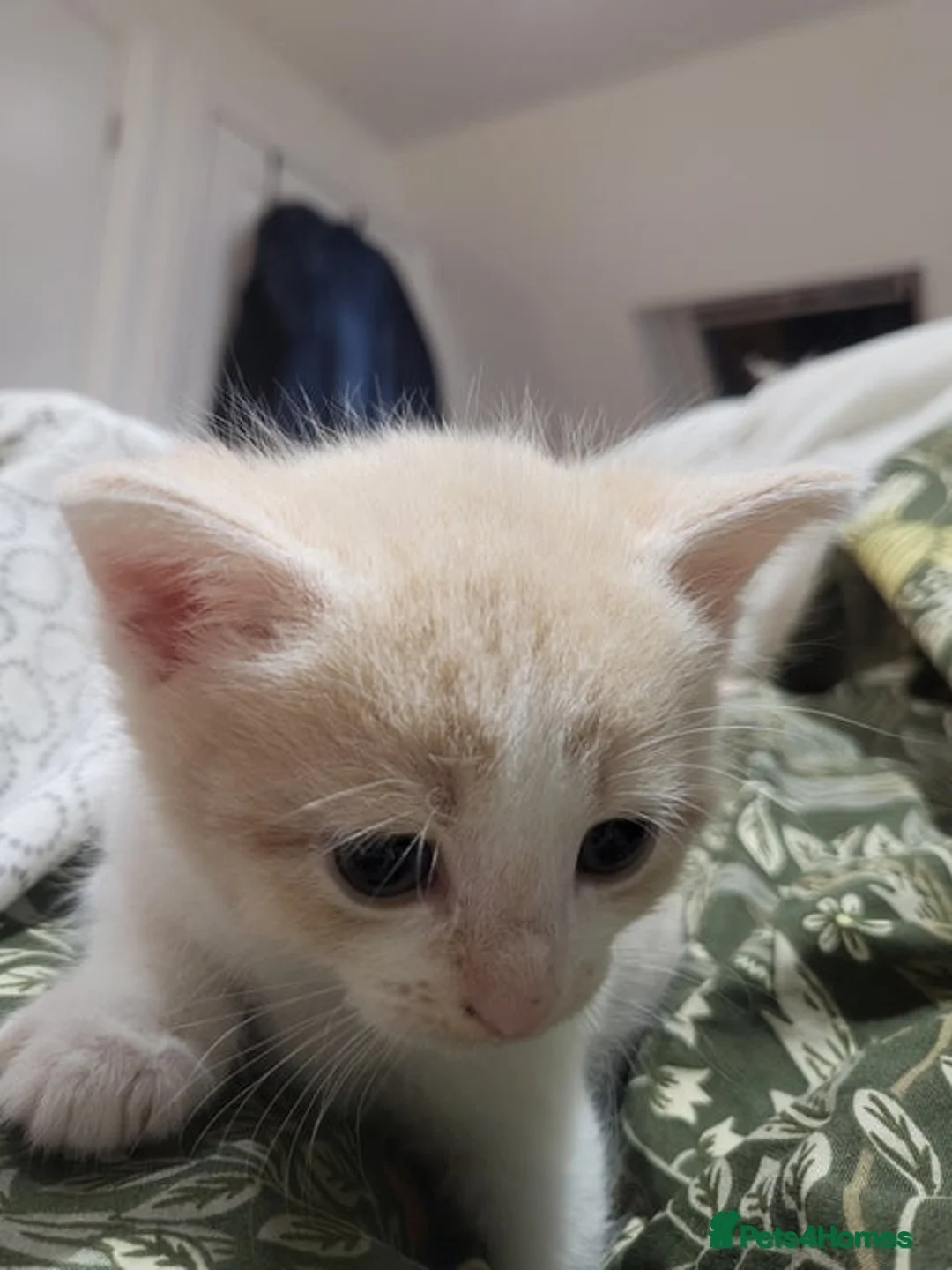 Mixed Breed cats for sale: Beigy - Advert 1