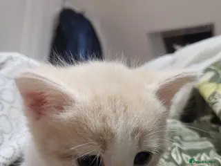 Mixed Breed cats Beigy - Advert 16