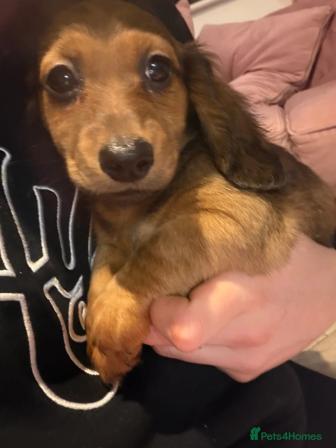 Dachshund dogs for sale: Dachshund puppies  in Sandbach - Advert 20