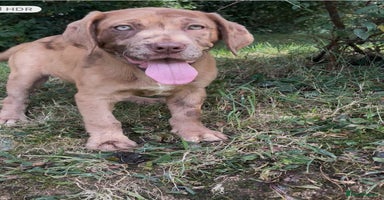 Mastiff dogs - Advert 16