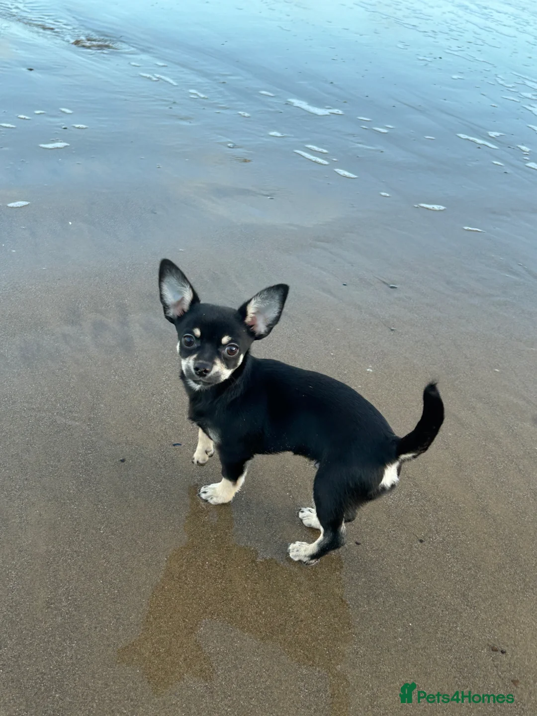 Chihuahua dogs for sale:  **  chihuahua  in Chesterfield - Advert 1