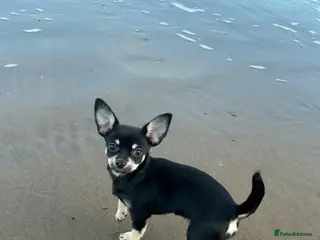 Chihuahua dogs Tea cup chihuahua - Advert 1