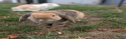 English Lop rabbits for sale: Male English lop  - Advert 1