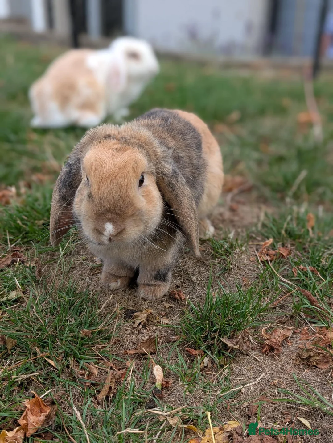 English Lop rabbits for sale: Male English lop  - Advert 1