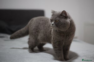 British Shorthair cats Active Reg.GCCF Quality Boy For STUD ONLY.CCTV24/7 in Manchester - Advert 9