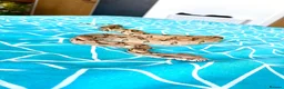 Boa Snake reptiles for sale: BCI Male Boa Constrictor Imperator 7 yrs 6-7ft - Advert 6