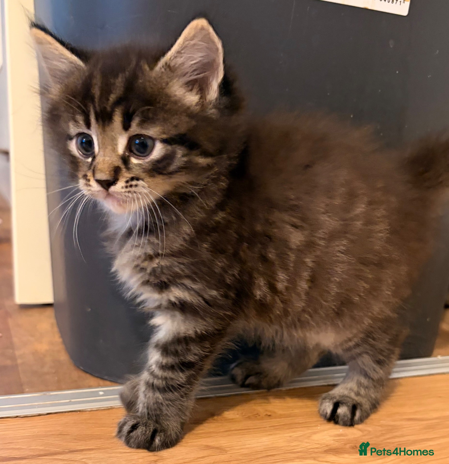 Maine Coon cats Maine coon x BSH Fluffy boys - Advert 18