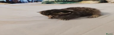 Domestic Shorthair 1
