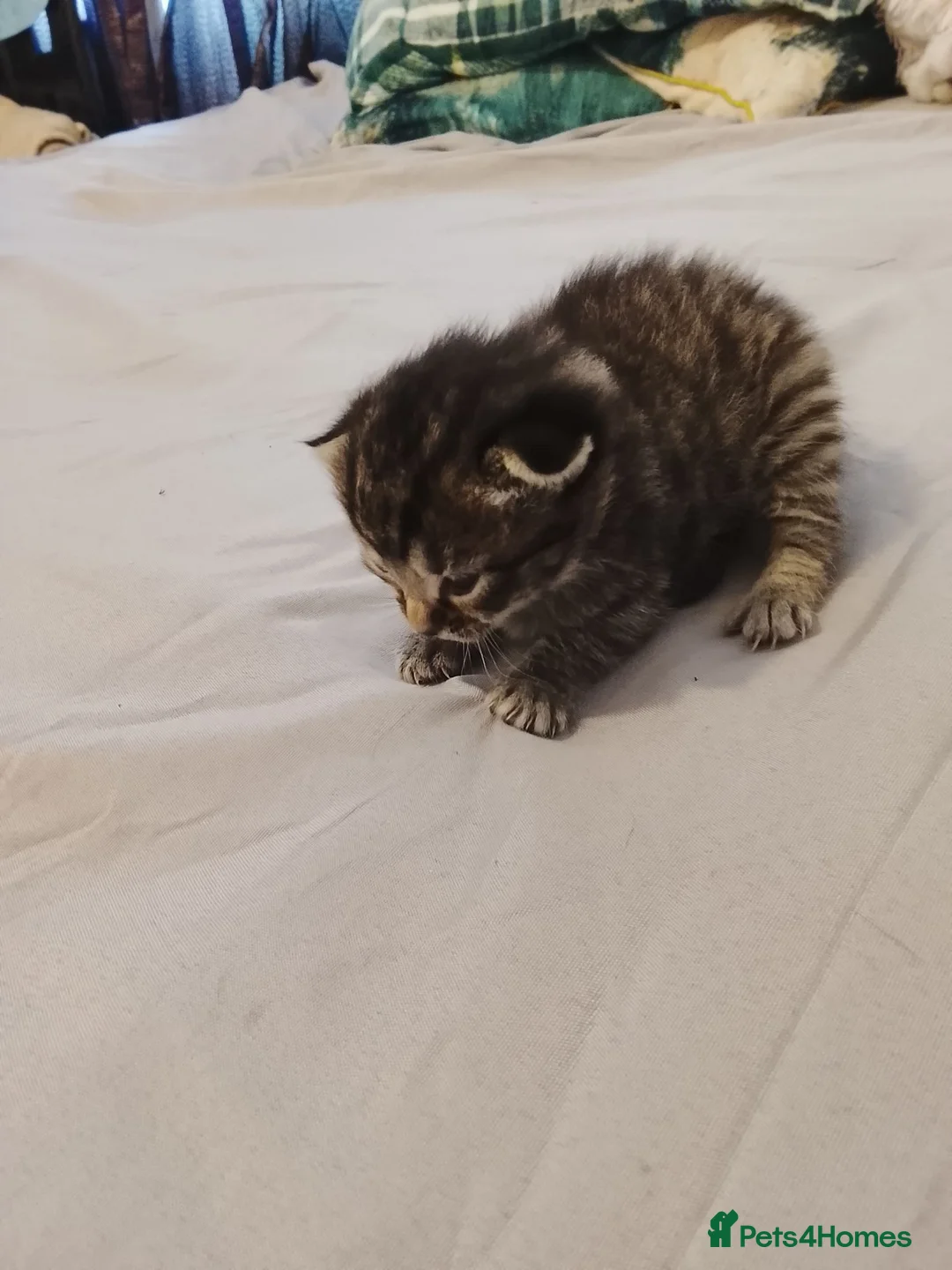 Mixed Breed cats for sale:  Beautiful Pair of Tabby Kittens - Advert 4
