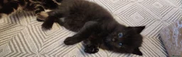 Mixed Breed cats for sale: Four beautiful kittens  - Advert 13