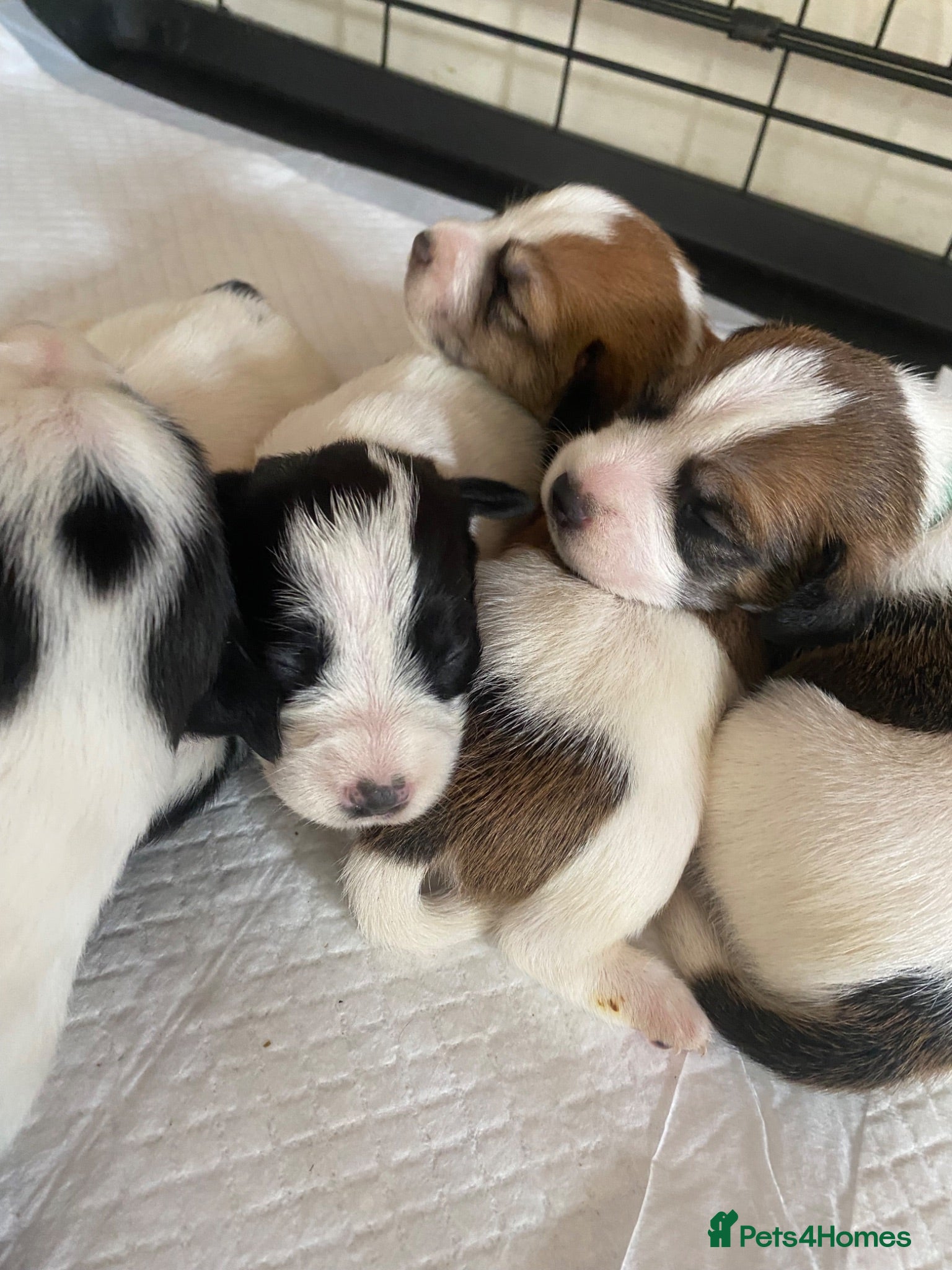 Jack Russell dogs Jack Russel terrier mix puppies  - Advert 1