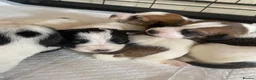 Jack Russell dogs for sale: Jack Russel terrier mix puppies  - Advert 1