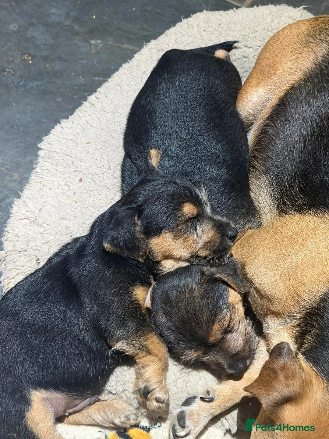 Jack Russell dogs for sale: Traditional Jack Russell - Advert 7