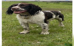 English Springer Spaniel dogs for sale: Kc reg health tested  - Image 14