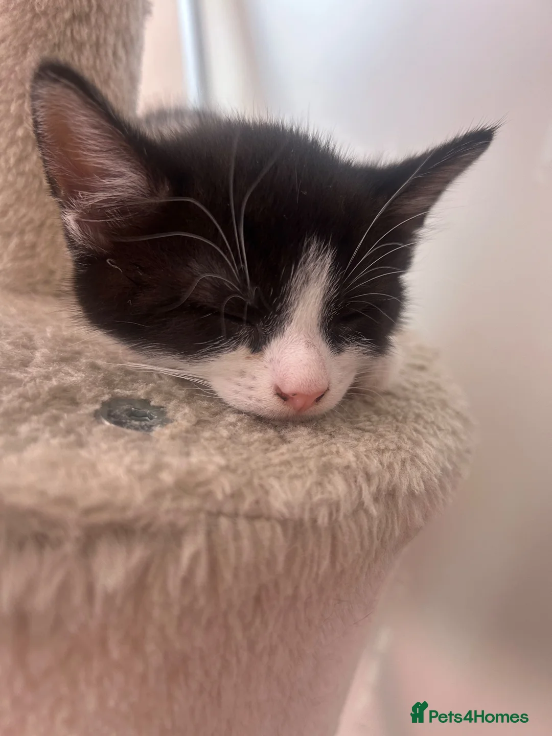 Mixed Breed cats for sale: 4 beautiful kittens for sale in Southampton - Advert 14