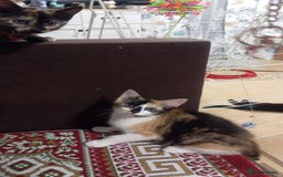British Shorthair cats for sale: Cute kittens are ready. - Image 19