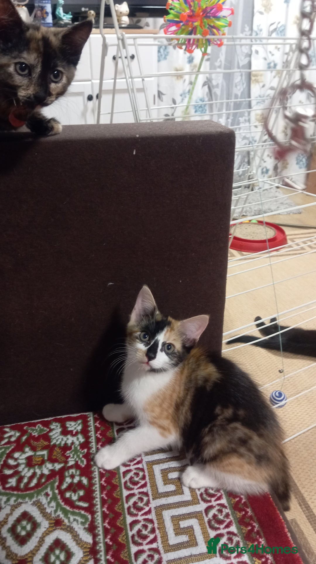 British Shorthair cats for sale: Cute kittens are ready. - Image 19