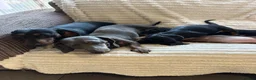 Miniature Dachshund dogs for sale: Beautiful litter of miniature dachshund pups - Advert 18