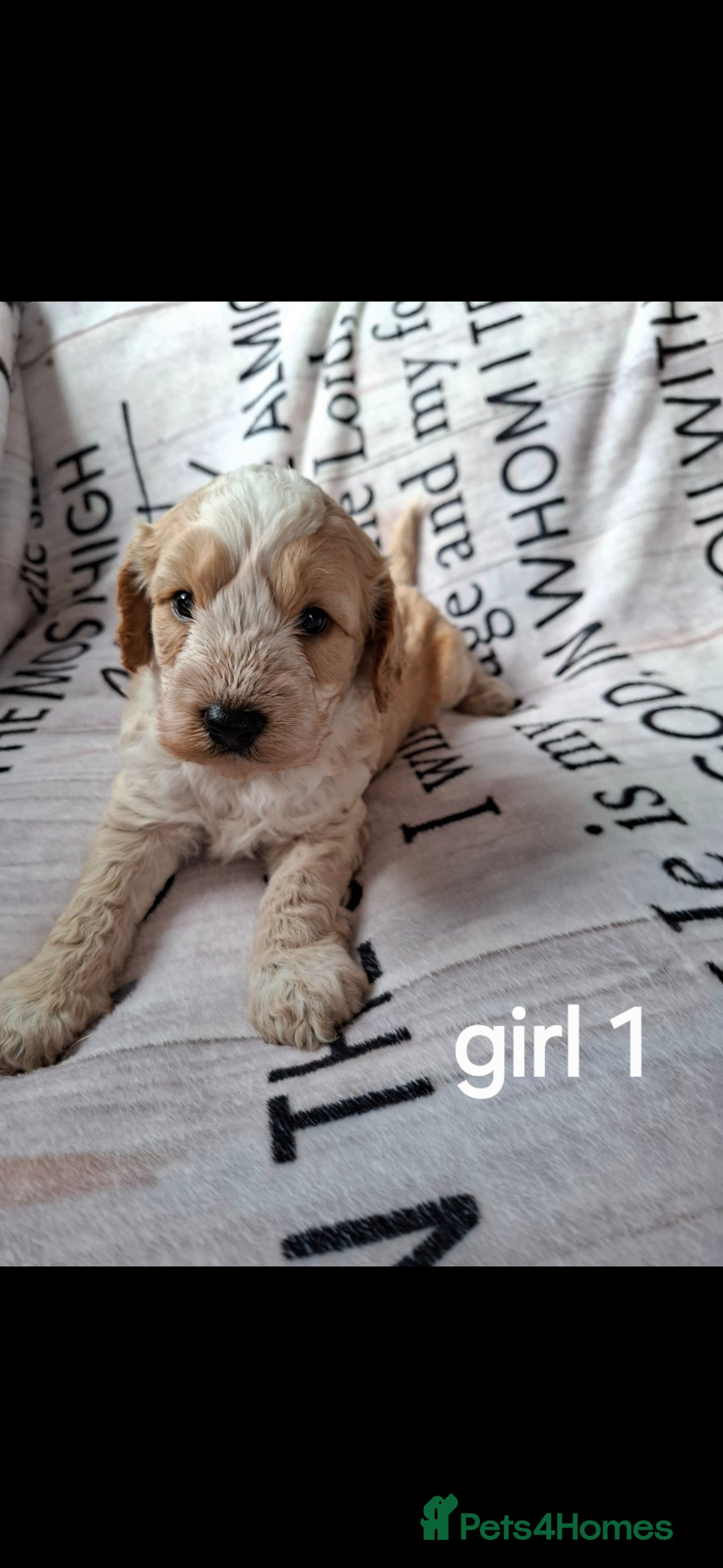 Cockapoo dogs for sale: Beautiful F1 Cockapoo puppies  - Image 4
