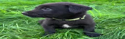 Mixed Breed dogs for sale: HUNTADOR PUPPIES READY FOR THEIR NEW HOMES!  - Advert 28