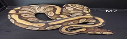 Python Snake reptiles for sale: Royal Pythons Male and Females  - Advert 8