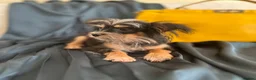 Yorkshire Terrier dogs for sale: Adorable Yorkie Puppies (carriers of Choco gene) - Advert 8