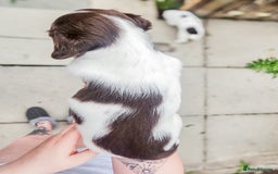 English Springer Spaniel dogs for sale: Ready now KC Reg Working Springer Spaniel Puppies - Image 18