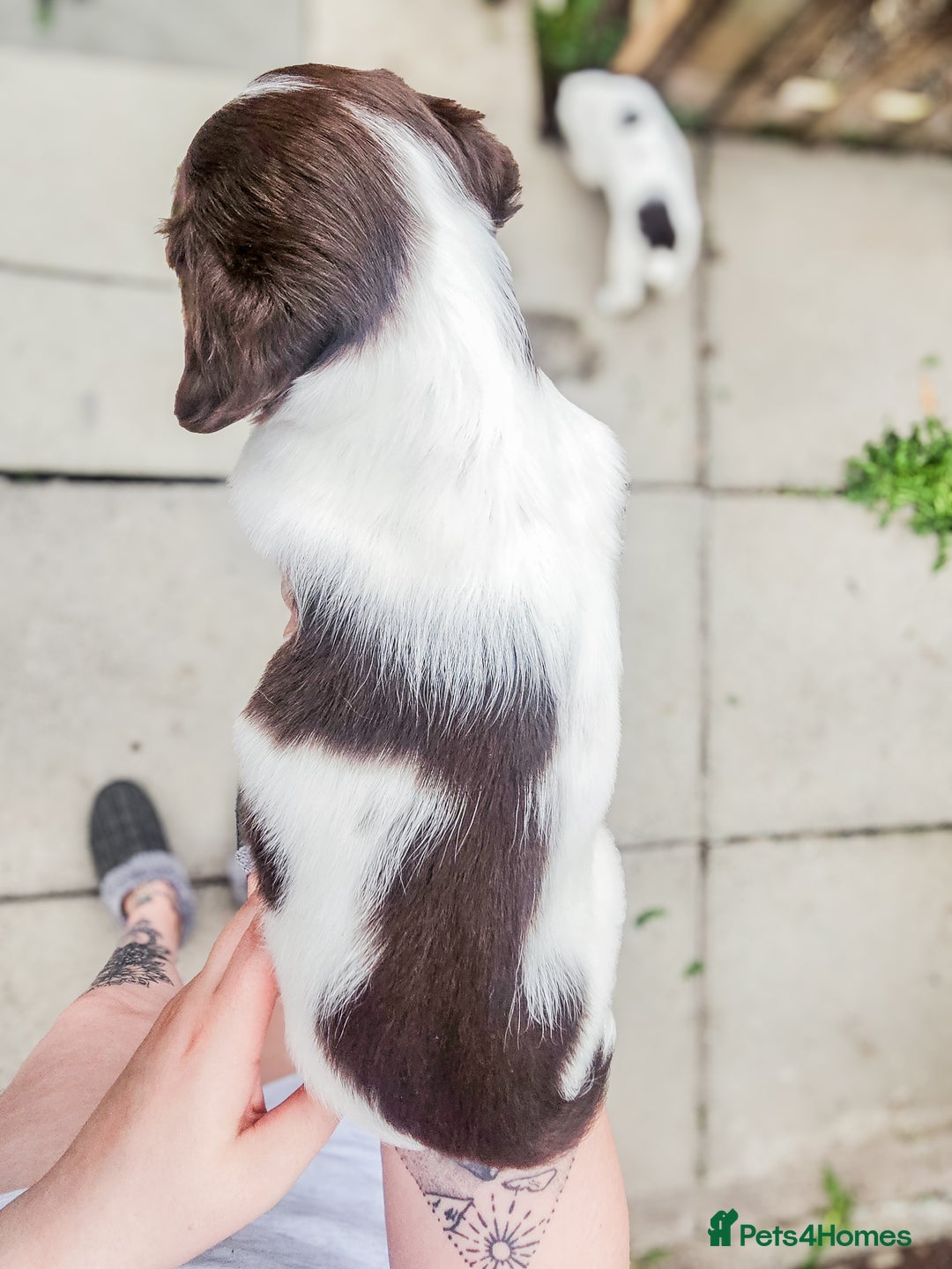 English Springer Spaniel dogs for sale: Ready now KC Reg Working Springer Spaniel Puppies - Image 18