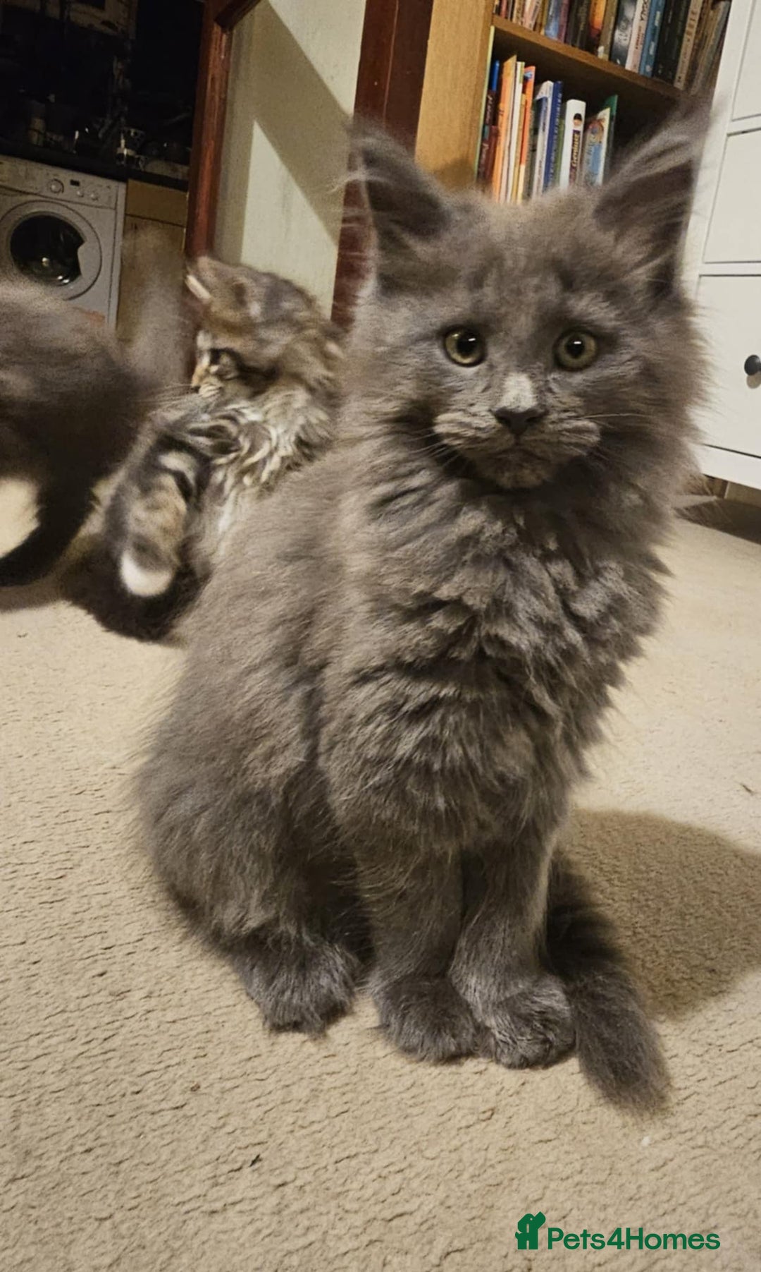 Maine Coon cats for sale: Pure Maine Coons – European Lines - Advert 12