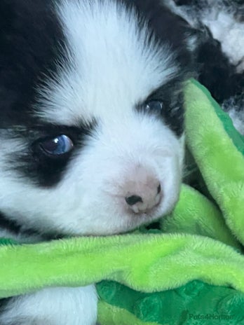 Pomsky dogs - Advert 3