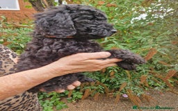 Cockapoo dogs for sale: 5 STAR SHOW TYPE COCKAPOO PUPPIES - Image 1