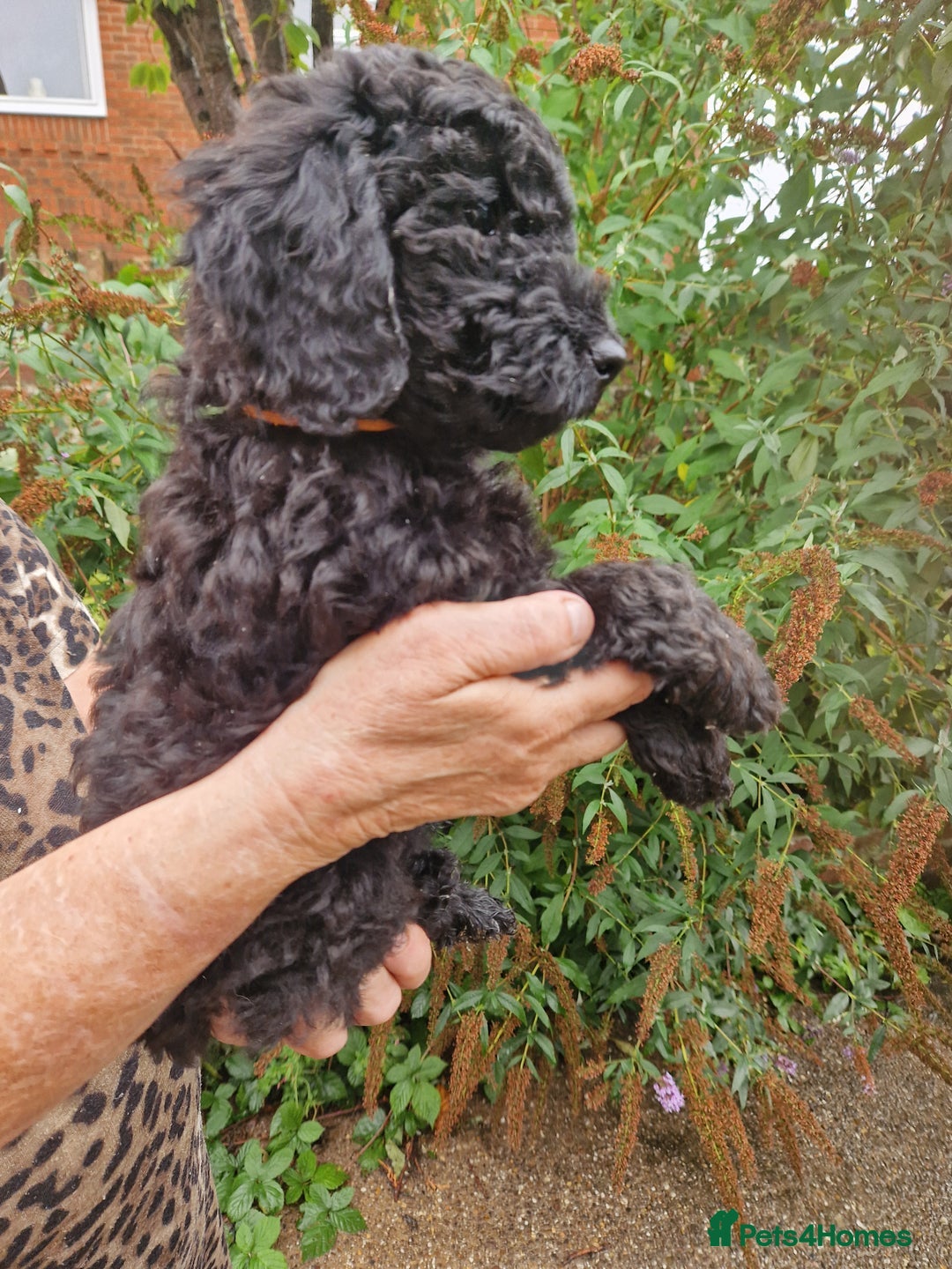 Cockapoo dogs for sale: 5 STAR SHOW TYPE COCKAPOO PUPPIES - Image 1