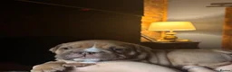 English Bulldog dogs for sale: English bulldogs puppies  - Advert 8